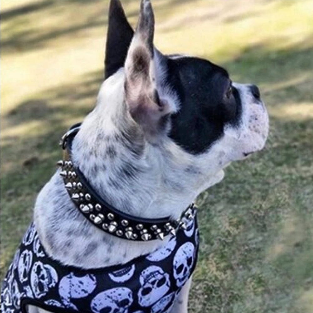 Spiked Black Leather Dog Collar ‘Rockstarr’